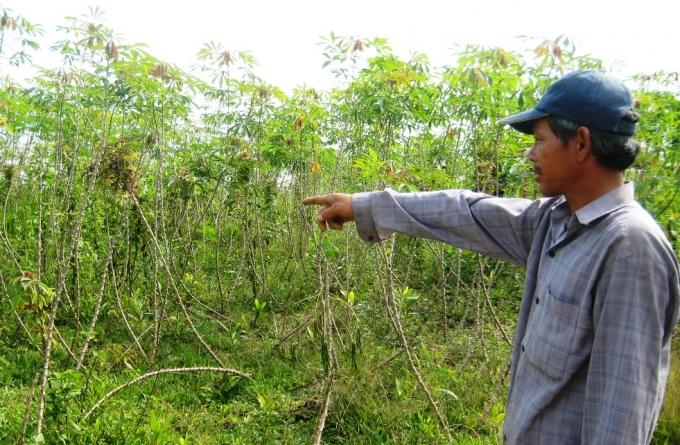 Quảng Ngãi tăng cường công tác phòng, chống bệnh virus khảm lá sắn.