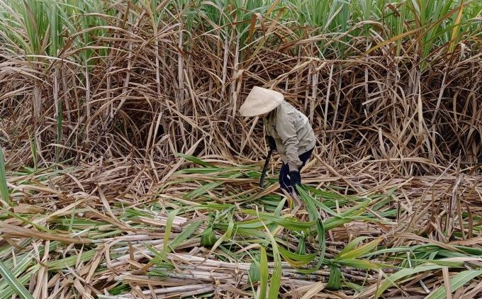 Nông dân Khánh Hòa bắt đầu thu hoạch mía, nhưng năng suất mía rất thấp. Ảnh: Kim Sơ.