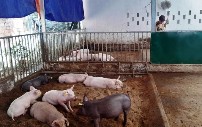 Tỉnh Thừa Thiên - Huế khuyến khích người dân tái đàn lợn theo hướng ATSH. Ảnh: Tiến Thành.