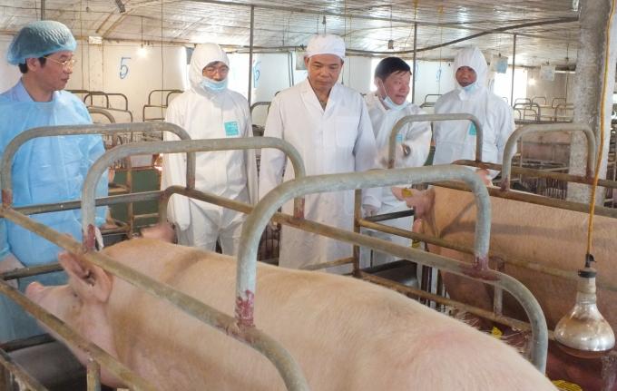Bộ trưởng Nguyễn Xuân Cường (giữa) kiểm tra tình hình tái đàn lợn đảm bảo an toàn sinh học tại Hưng Yên cuối năm 2019.