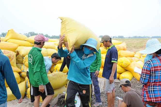 Nông dân An Giang thu hoạch lúa ĐX. Ảnh: Lê Hoàng Vũ.