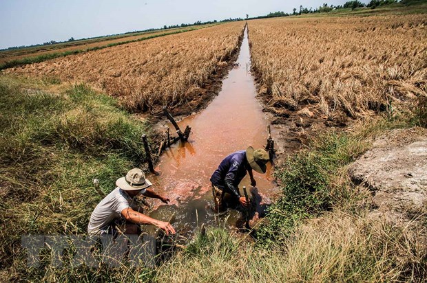 Những con kênh phục vụ tưới tiêu cho đồng ruộng ở xã Hưng Yên, huyện An Biên (Kiên Giang) bị nhiễm mặn trầm trọng. Ảnh: Trọng Đạt/TTXVN.