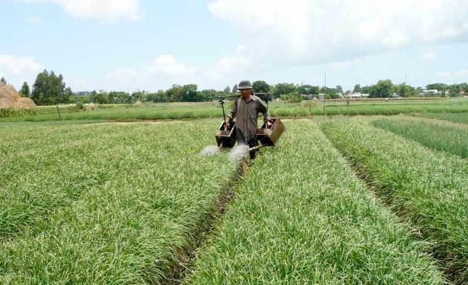 Ngành nông nghiệp Đồng Tháp khuyến khích giảm diện tích lúa HT. Ảnh: Lê Hoàng Vũ.