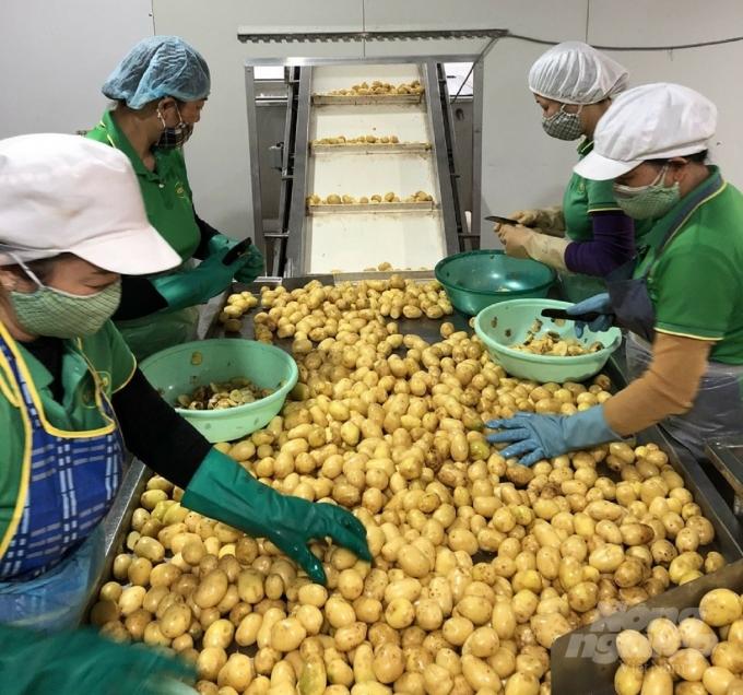 Chế biến khoai tây xuất khẩu tại đối tác của Cty Ban Mai. Ảnh: Công ty cung cấp.