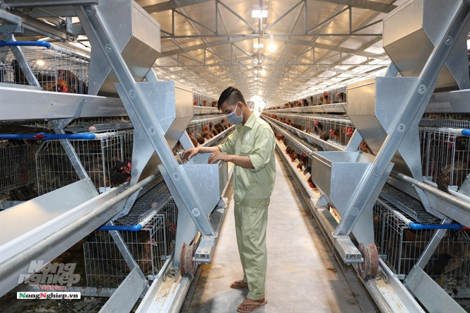 Hệ thống chuồng lồng, công nghệ nuôi gà hiện đại nhất hiện nay, ở Cty TNHH Giống gia cầm Cao Khanh (Phù Cát, Bình Định). Ảnh: NK.