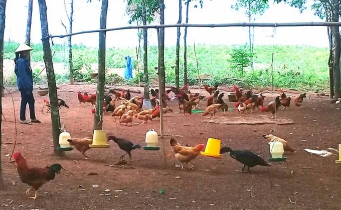 Mô hình nuôi gà thả đồi của bà Nguyễn Thị Hân ở xã Trường Thủy.