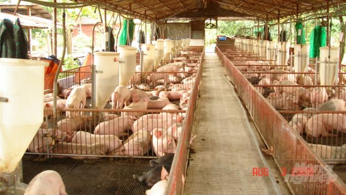 Chăn nuôi lợn ở Việt Nam. Ảnh: Thanh Sơn.