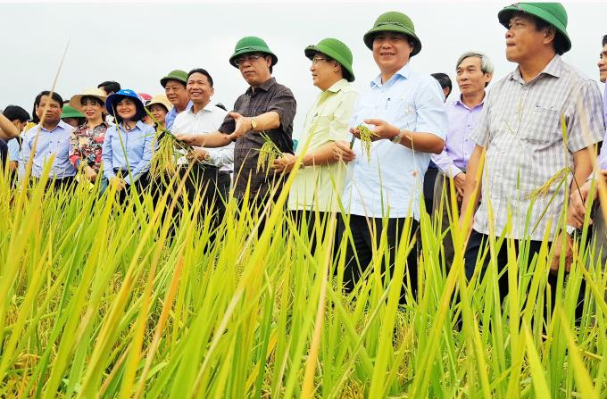 Lãnh đạo tỉnh Quảng Trị kiểm tra đồng ruộng thực hiện lúa hữu cư tại xã Gio Mỹ (huyện Gio Linh). Ảnh: T.N.