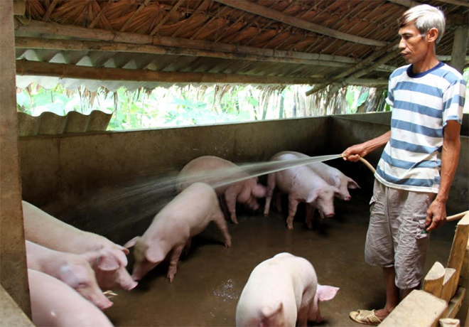 Hiện đàn lợn toàn huyện có khoảng 50 nghìn con. Ảnh minh họa: Báo Yên Bái.