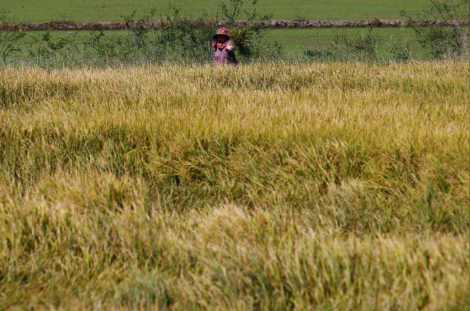 Một nông dân làm việc trên cánh đồng lúa của mình ở tỉnh Suphan Bur, phía bắc Bangkok, Thái Lan. Ảnh: Chaiwat Subprasom/Reuters.