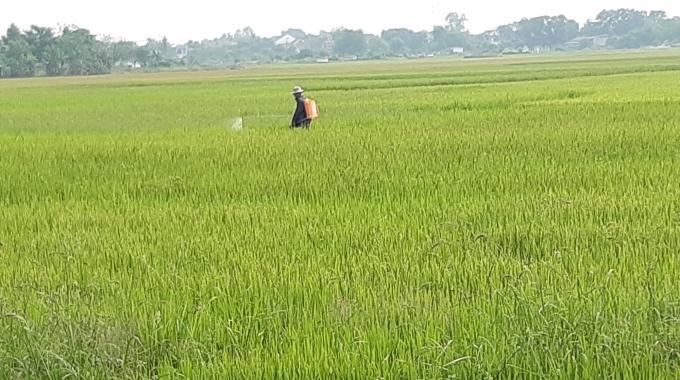 Người dân Thừa Thiên- Huế đang tích cục phun thuốc ngăn ngừa sâu bệnh cho lúa đông xuân giai đoạn trổ bông. Ảnh: Tiến Thành.