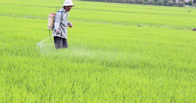 Nông dân Bình Thuận vẫn thói quen sản xuất lúa 3 vụ lúa/năm. Ảnh: Lê Khánh.