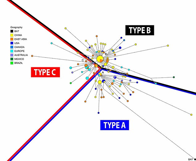 Trong ảnh, mô tả bộ gen virus Corona khác nhau và phân loại thành ba nhóm chính A,B,C. Các đường kẻ chỉ ra một sự phân chia thô giữa các loại. Vòng tròn càng lớn, số lượng các trường hợp càng nhiều. Ảnh: DailyMail.