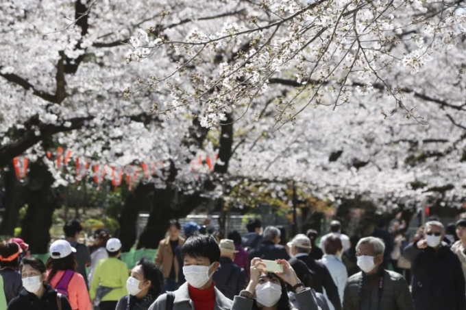 Du khách đeo khẩu trang đi bộ dưới hoa anh đào tại Công viên Ueno ở Tokyo vào ngày 24/3/2020. Người dân châu Á đã quen với việc đeo khẩu trang trong các cuộc khủng hoảng sức khỏe. Ảnh: AP.