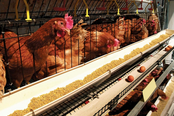 Nhu cầu trứng gà tại Hoa Kỳ tăng mạnh giữa khủng hoảng Covid-19. Ảnh: Fotolia.