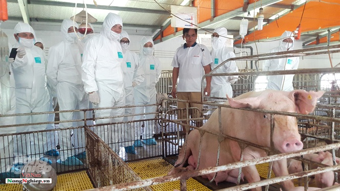 Lãnh đạo Bộ NN-PTNT kiểm tra các mô hình sản xuất vacxin và phòng, chống dịch tả lợn Châu Phi. Ảnh: NH.