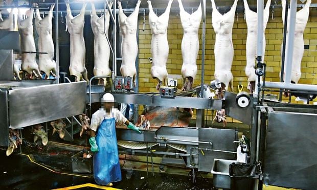 Bên trong nhà máy chế biến thịt lợn Hormel ở Fremont, Nebraska, Hoa Kỳ. Ảnh: AP.