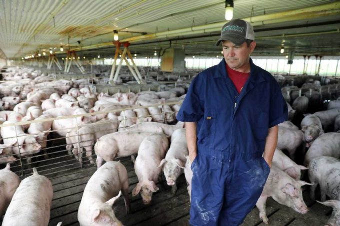 Một nông dân đi bộ qua chuồng nuôi 2.400 con lợn bốn tháng tuổi tại trang trại Wessling gần Grand Junction, Iowa, Hoa Kỳ. Ảnh: Tân Hoa Xã.
