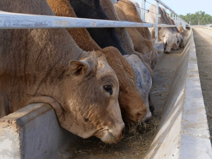 Lô bò đầu tiên do Hòa Phát Úc thu mua đang trên đường về Việt Nam.