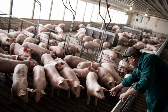 Người nông dân đang kiểm tra đàn lợn trong một trang trại ở Illinois, Hoa Kỳ. Ảnh: Getty Images.