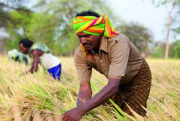 Nông dân Ấn Độ thu hoạch lúa. Ảnh: Bayer CropScience.