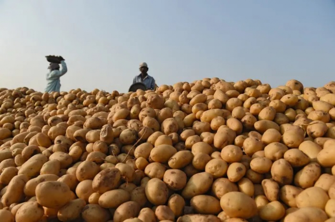 Tác động của đại dịch tới khoai tây là vô cùng đặc biệt. Ảnh: Getty Images.