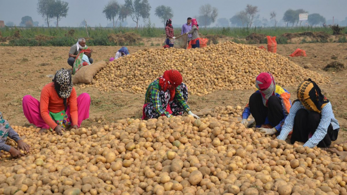 Nông dân Ấn Độ thu hoạch khoai tây. Ảnh: CNN.