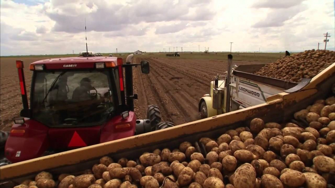 Nông dân Hoa Kỳ thu hoạch khoai tây. Ảnh: YouTube.