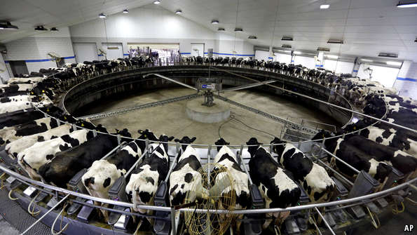 Bên trong một trang trại nuôi bò sữa tại Hoa Kỳ. Ảnh: AP.