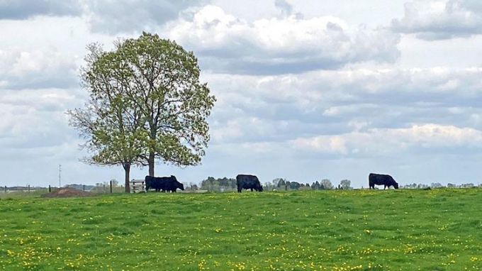Gia súc gặm cỏ trên một cánh đồng gần Mount Vernon, Iowa. Ảnh: AgUpdate.