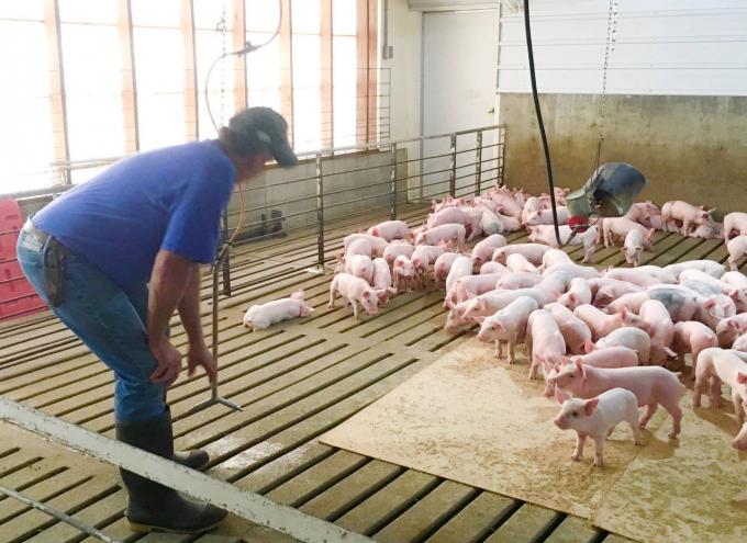 Brad Greenway bên đàn lợn con tại trang trại của ông ở bang South Dakota. Ảnh: WSJ.