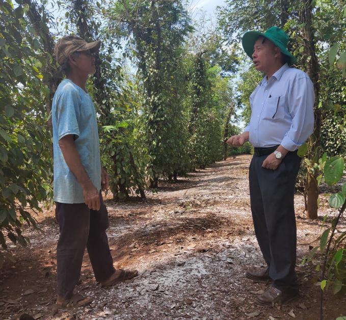 TS Trương Hồng (bên phải) đi kiểm tra vườn hồ tiêu sau khi thu hoạch tại Đăk Nông. Ảnh: MH.