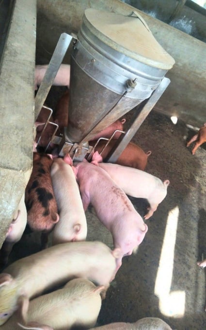 Tại Trà Vinh, một số hộ chăn nuôi đã tái đàn trở lại. Ảnh: Minh Đảm.
