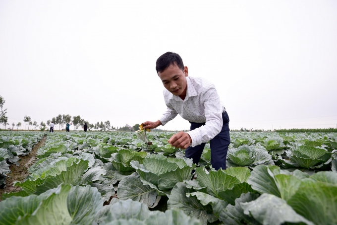 Các loại rau cũng đều phải nhập khẩu hạt giống.