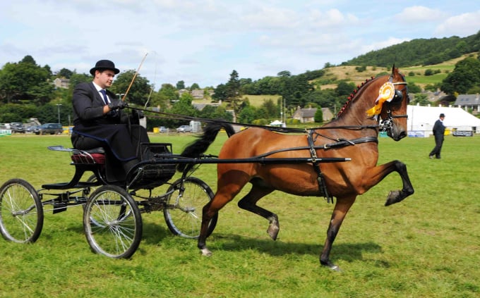 Ngựa Hackney được đánh giá cao về khả năng kéo xe. Ảnh: Globetrotting.