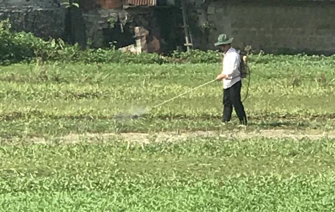 Người nông dân này phun thuốc diệt cỏ trong đám ruộng trước khi trồng rau muống, thuốc cỏ rất độc nhưng anh không được bảo hộ, không mang cả khẩu trang. Ảnh: Vũ Đình Thung.
