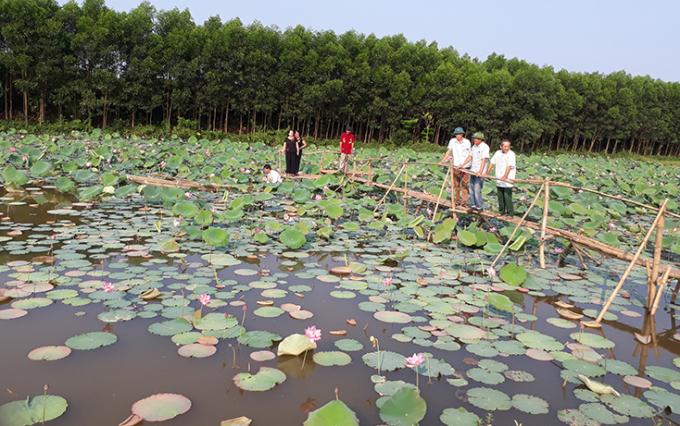 Các hồ sen ở xã Sơn Thủy đã mở cửa đón khách du lịch. Ảnh: Báo Quảng Bình.