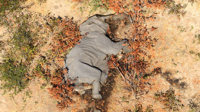 Những con voi chết ở đồng bằng Okavango, phía bắc Botswana. Ảnh: Sky News.
