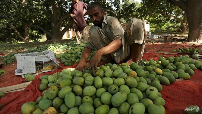 Nông dân nghèo ở Multan, Pakistan phân loại xoài đưa ra chợ thời đại dịch Covid-19. Ảnh: AFP.