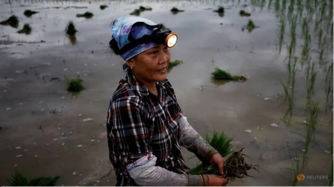 Cuộc khủng hoảng Covid-19 là cơ hội để các nền kinh tế đang phát triển bắt tay thực hiện cải cách nông nghiệp. Trong ảnh là nông dân ngoại thành Hà Nội đi cấy lúa đêm tránh nóng hôm 25/6/2020. Ảnh: Reuters