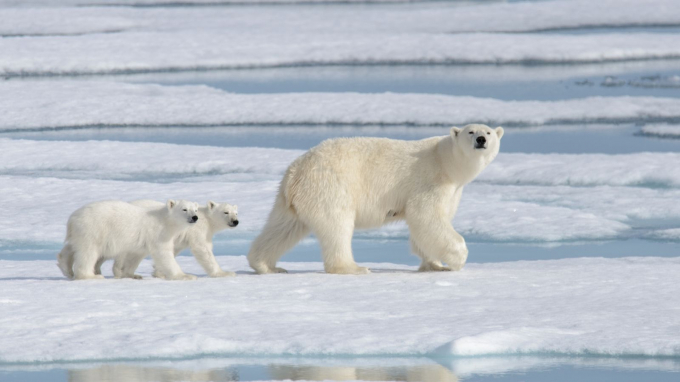 Gấu Bắc Cực cần sử dụng băng biển để có thể săn mồi. Ảnh: Sky News.
