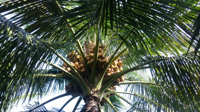 Dừa Xiêm sai trái ở Phù Cát.