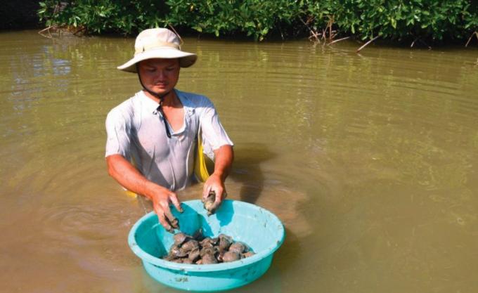 Từ nguồn vốn hỗ trợ Quỹ CCA, anh Lâm Văn Hòa ở ấp La Ghi, xã Long Vĩnh (huyện Duyên Hải – Trà Vinh) thực hiện mô hình nuôi vọp ven sông đã giúp gia đình từng bước cải thiện cuộc sống và có thu nhập ổn định.