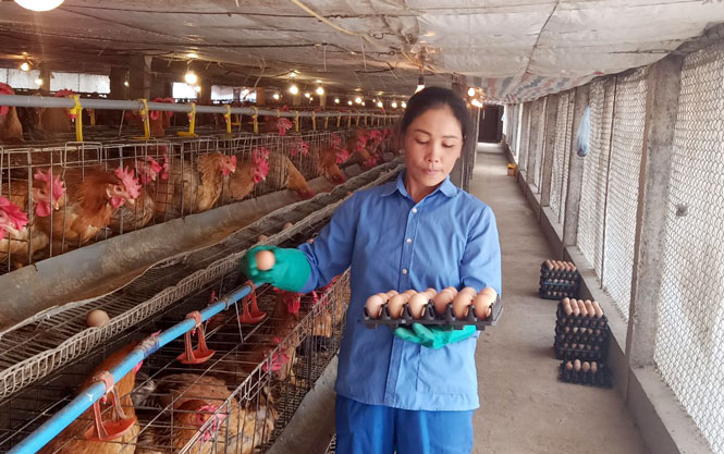 HTX Chăn nuôi, chế biến các sản phẩm tươi sống xã Dương Thành (huyện Phú Bình) là 1 trong 55 dự án được nhận kinh phí PTSX liên kết chuỗi giá trị trong chăn nuôi, chế biến, tiêu thụ gà giống, gà thương phẩm.