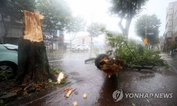 Gió lớn trước bão Ba Vì quật đổ cây cối trên đảo Jeju sáng 26/8. Ảnh: Yonhap.