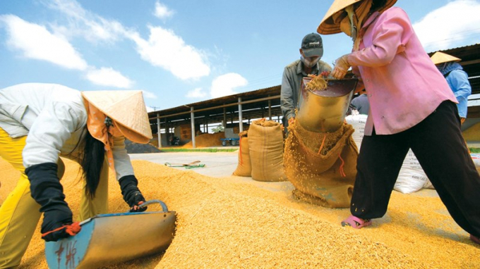 Kim ngạch xuất khẩu lúa gạo đóng góp hơn 45 tỷ USD cho đất nước trong hơn 30 năm qua. Ảnh minh họa.