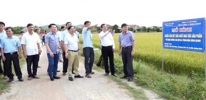 Lãnh đạo thị xã Ba Đồn thăm mô hình chuỗi liên kết bao tiêu sản phẩm lúa ĐV108 vụ hè thu 2020. Ảnh: T.Thành.
