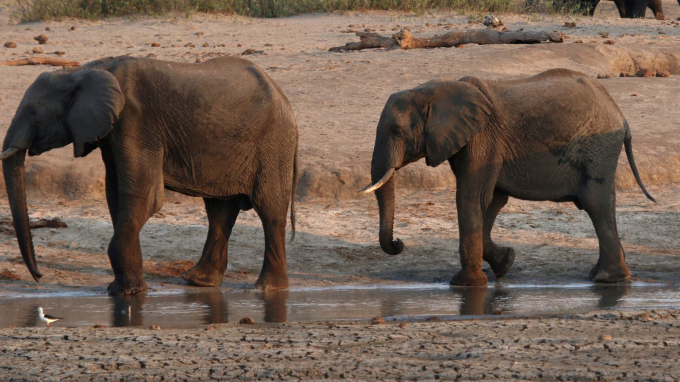 Cái chết bí ẩn của những con voi ở Botswana và Zimbabwe khiến các nhà khoa học phải mở cuộc điều tra.