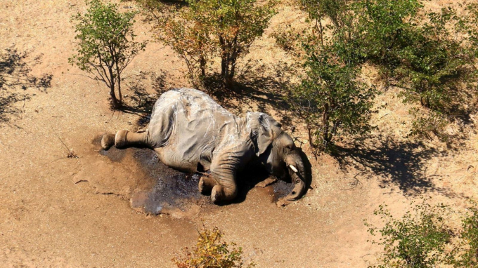 Những con voi chết được tìm thấy ở Okavango Delta, Botswana.