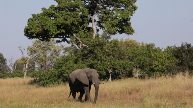 Biến đổi khí hậu có thể làm tăng nguy cơ nhiễm trùng nước cho động vật, bao gồm cả voi.